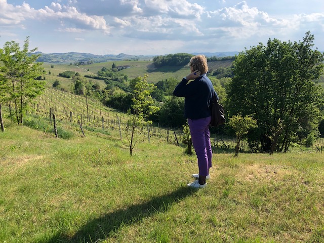 Collio Friulano