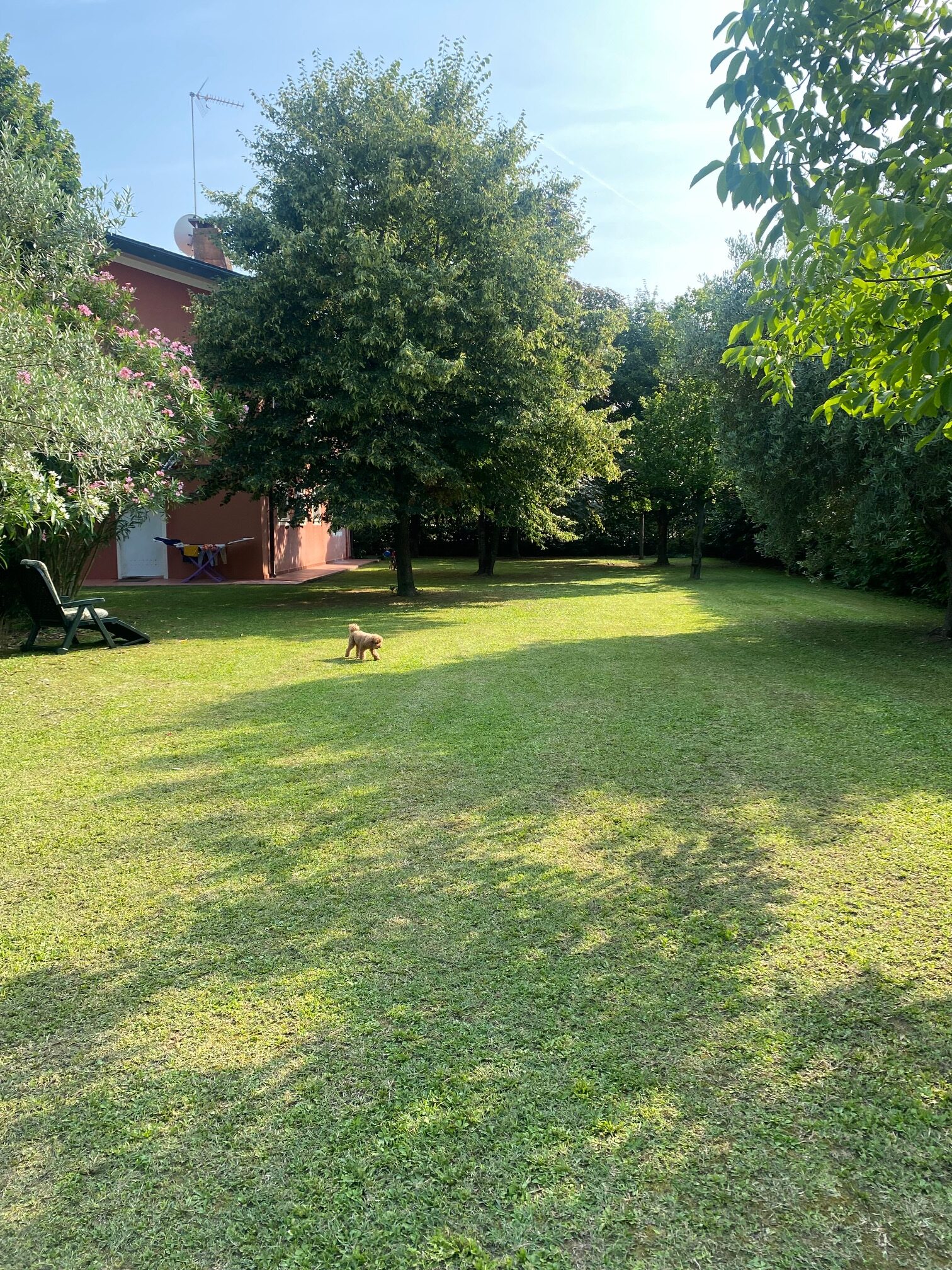Giardino con cane