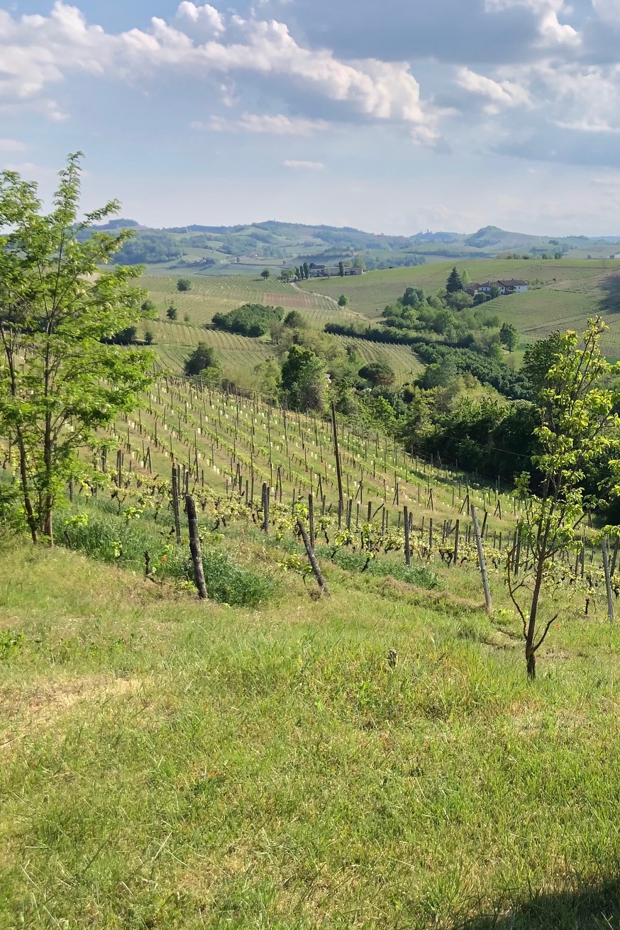 Vigneti del Collio Friulano