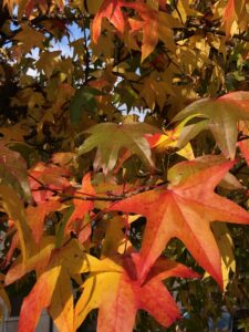 Foliage autunnale in Friuli